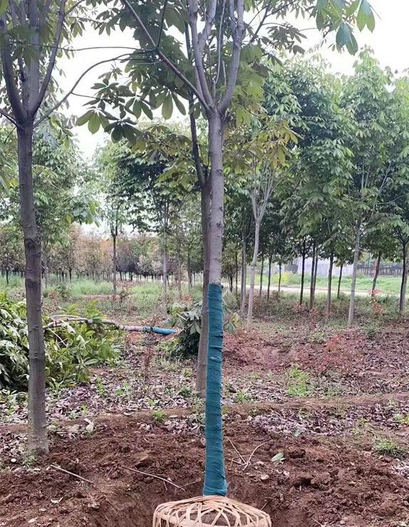 案例