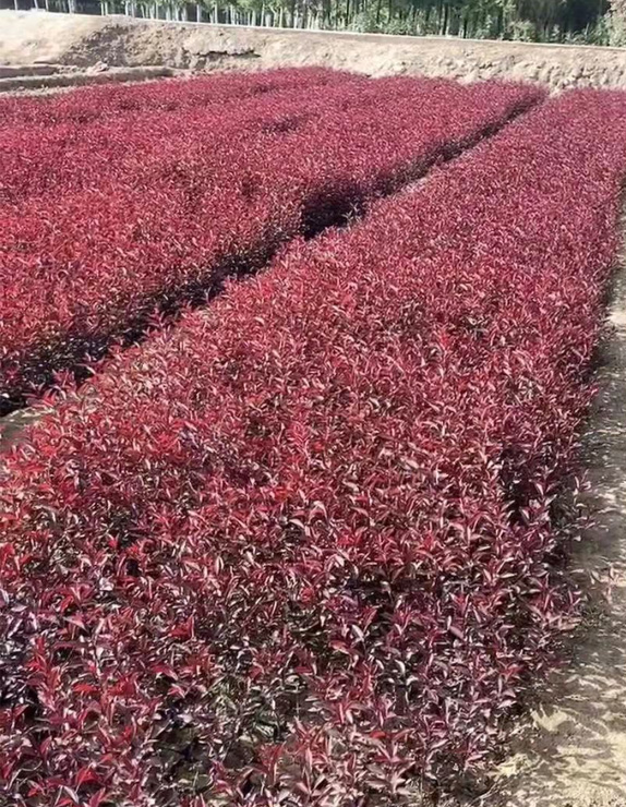 案例