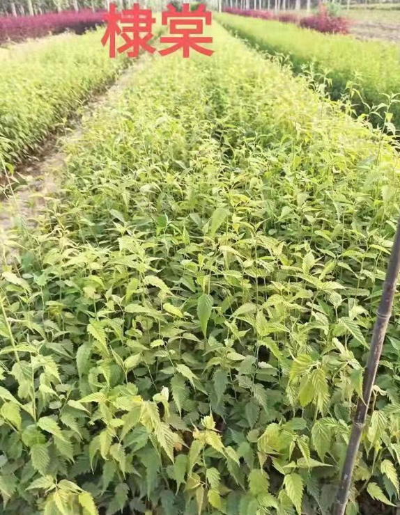 花卉苗木怎么样种植