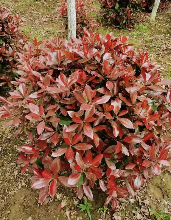 红叶石楠球