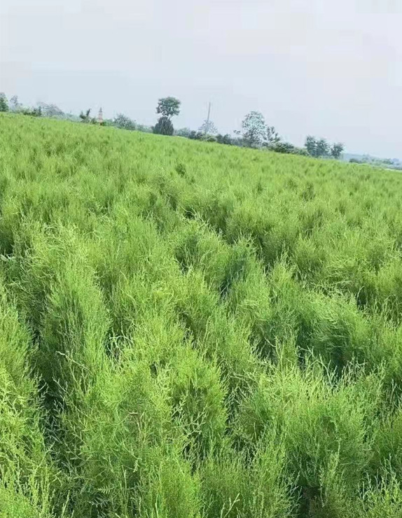 营养钵侧柏